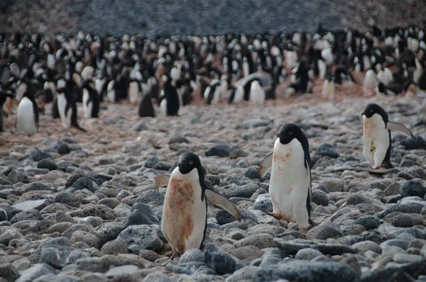 Adelie Penguins na ostrově Paulet — Stock fotografie