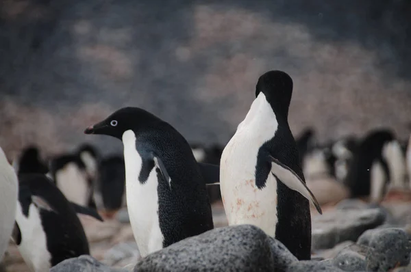 Adelie penguenleri Paulet Adası — Stok fotoğraf