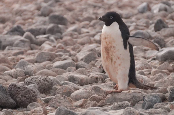 Pinguins Adelie na Ilha Paulet — Fotografia de Stock