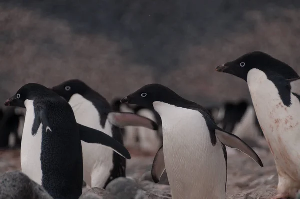 Adelie Penguins na ostrově Paulet — Stock fotografie