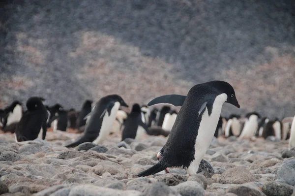 Pinguini di Adelie sull'isola di Paulet — Foto Stock