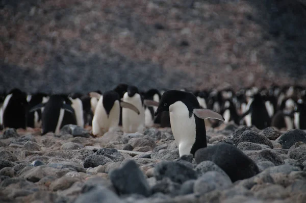 Adelie Penguins na ostrově Paulet — Stock fotografie