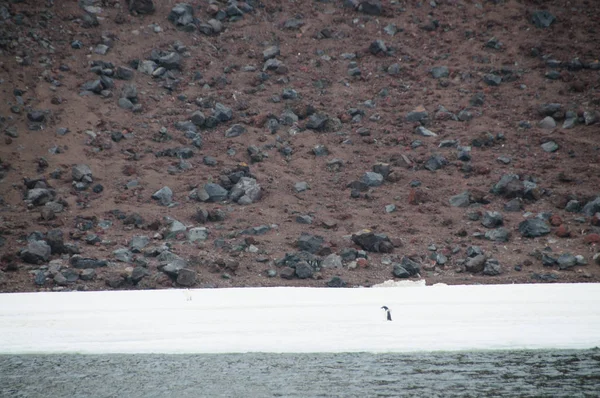阿德利企鹅在布莱岛 — 图库照片