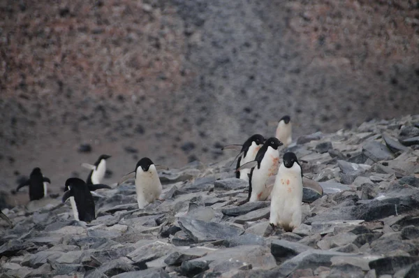 Pinguins Adelie na Ilha Paulet — Fotografia de Stock