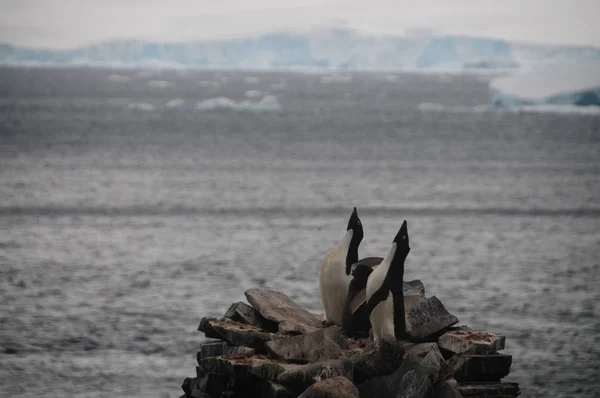 Pinguini di Adelie sull'isola di Paulet — Foto Stock