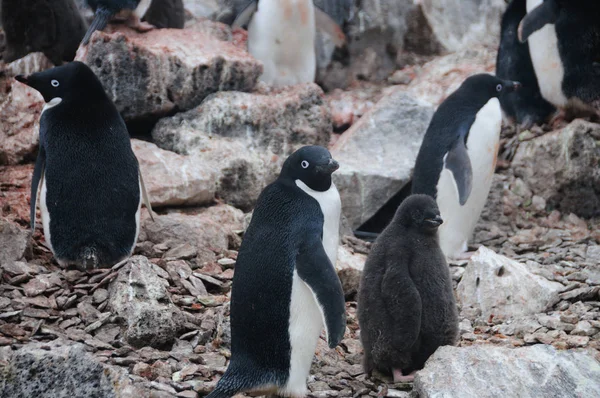 Pingüinos Adelie en la isla Paulet —  Fotos de Stock