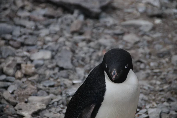 Adelie pingviner på Pauletön — Stockfoto