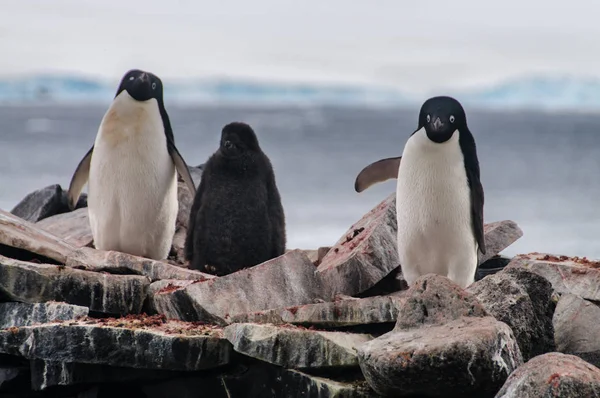 Pingouins Adélie sur l'île Paulet — Photo