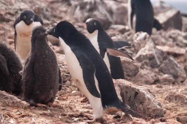 Pingüinos Adelie en la isla Paulet — Foto de Stock