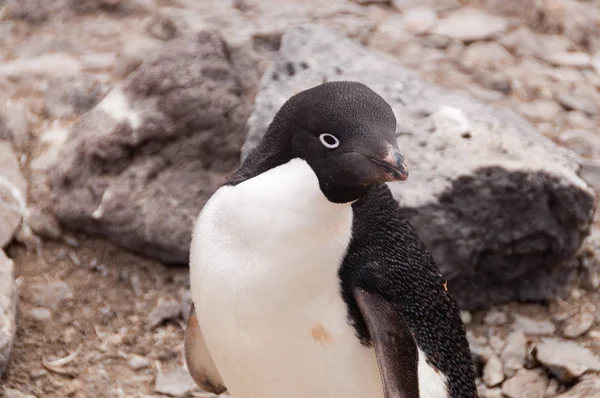 Adelie Penguins on Paulet Island — Stock Photo, Image