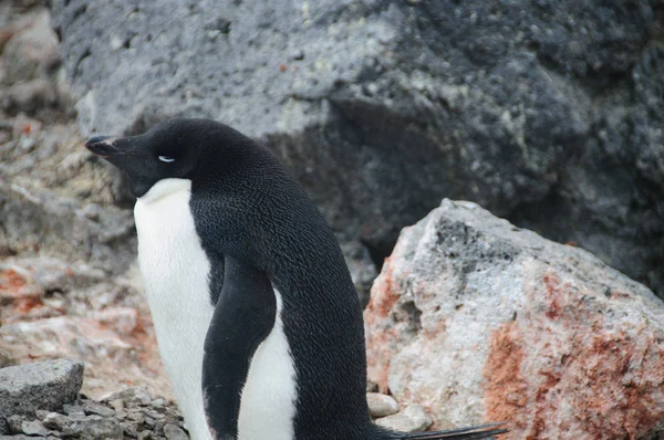 Pingüinos Adelie en la isla Paulet — Foto de Stock