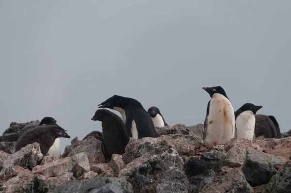 Adelie Penguins na ostrově Paulet — Stock fotografie