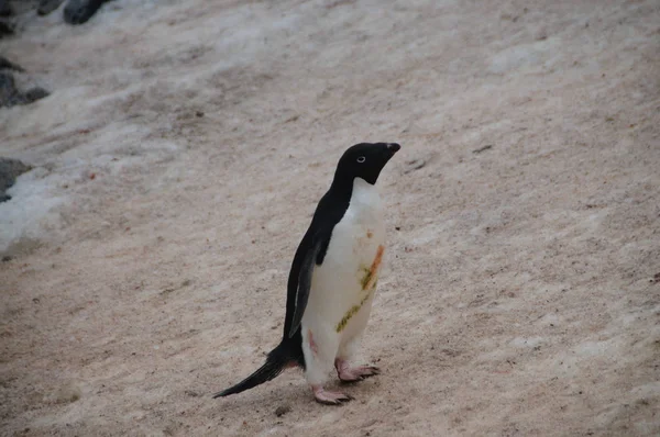 Adelie pinguine auf paulet island — Stockfoto