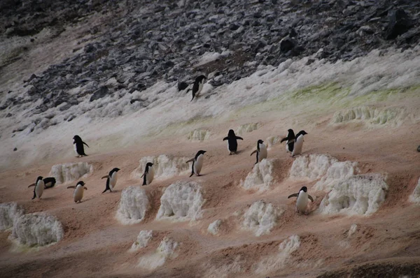 Tučňák dálnice na ostrově Paulet — Stock fotografie