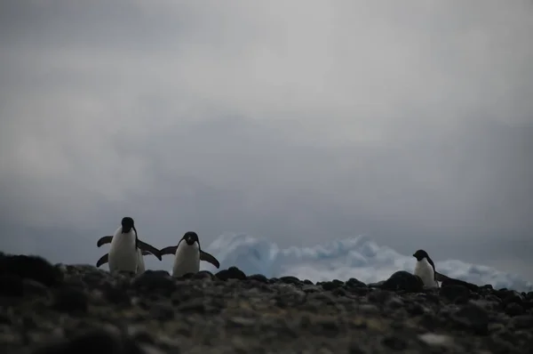 Адели Пингвины на острове Паулет — стоковое фото