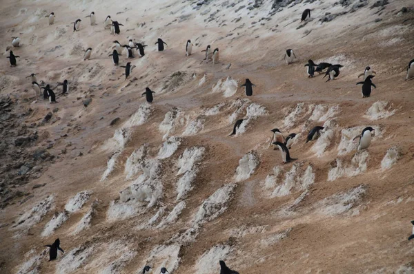 Autostrada del Pinguino sull'isola di Paulet — Foto Stock