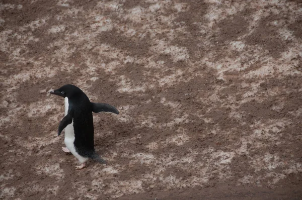 Pinguin Highway auf der Insel Paulet — Stockfoto