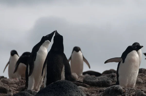Adelie pingvinek a sziget László — Stock Fotó