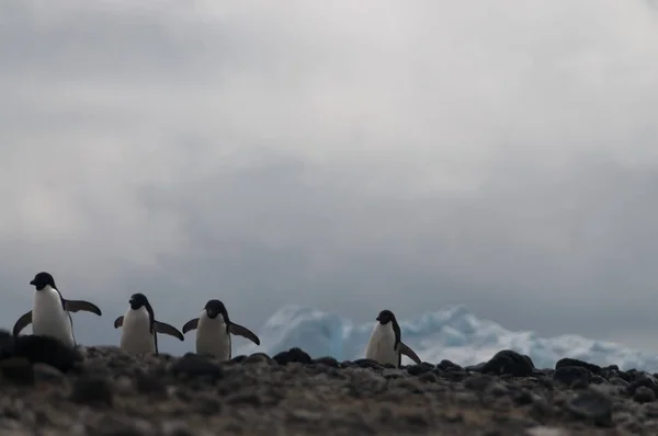 ポーレット島のアデリー ペンギン — ストック写真