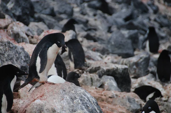 Adelie Penguins na ostrově Paulet — Stock fotografie