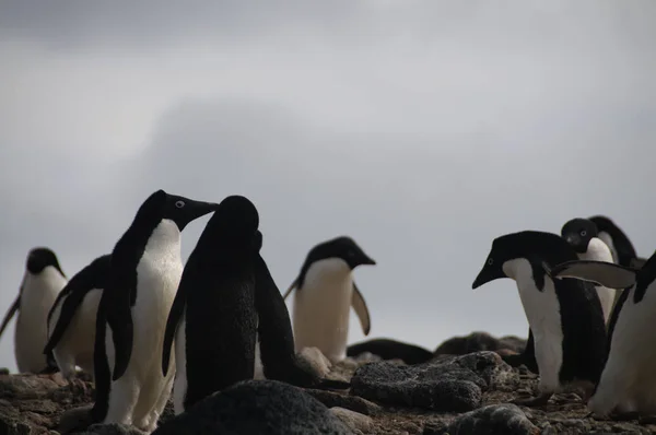 Pingüinos Adelie en la isla Paulet — Foto de Stock