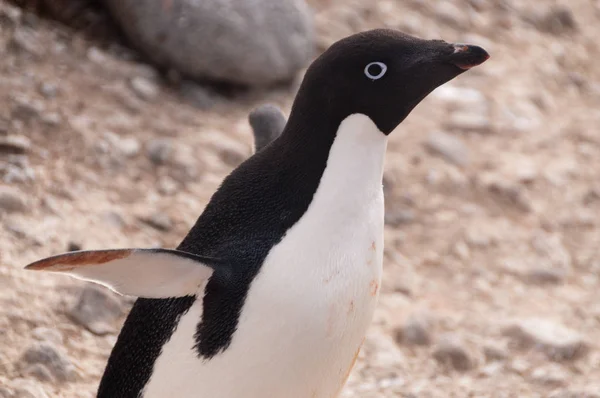 Pingüinos Adelie en la isla Paulet — Foto de Stock
