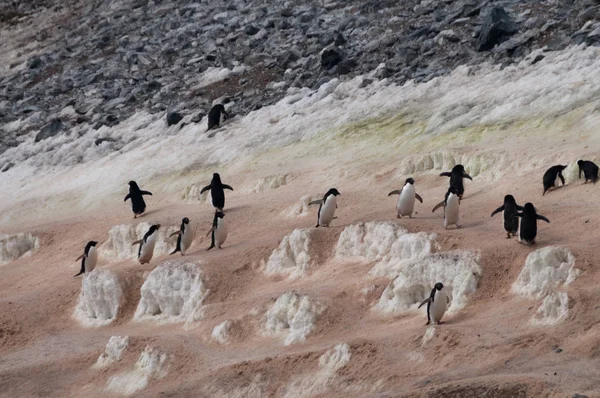 Penguin Highway on Paulet Island — Stock Photo, Image