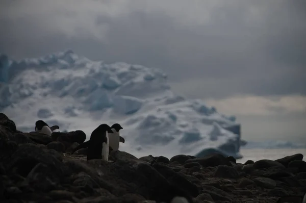 Adelie pinguine auf paulet island — Stockfoto