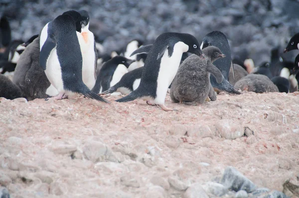 Pingüinos Adelie en la isla Paulet — Foto de Stock