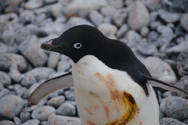 Pinguins Adelie na Ilha Paulet — Fotografia de Stock