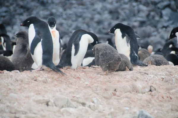 阿德利企鹅在布莱岛 — 图库照片