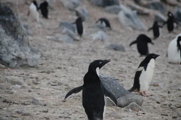 Adelie Penguins na ostrově Paulet — Stock fotografie