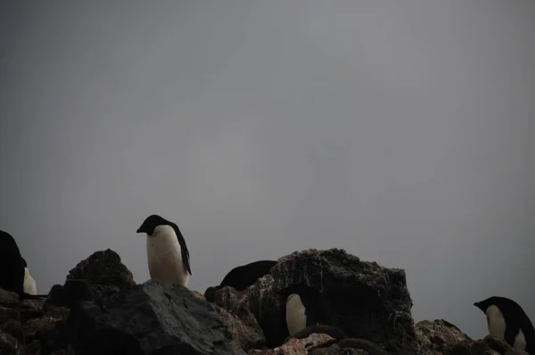 Пінгвіни Аделі, що на острові поле — стокове фото