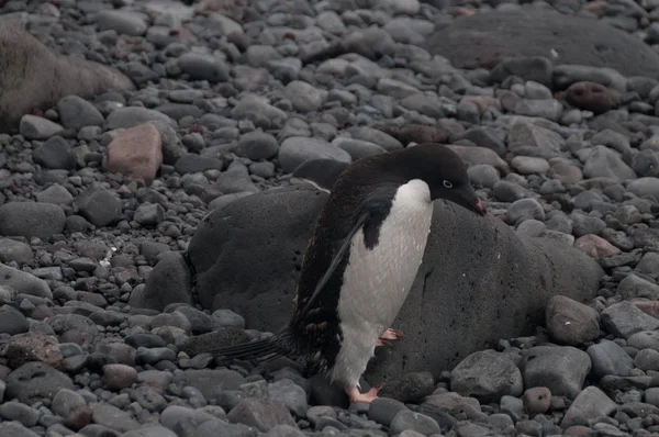 Pinguins Adelie na Ilha Paulet — Fotografia de Stock