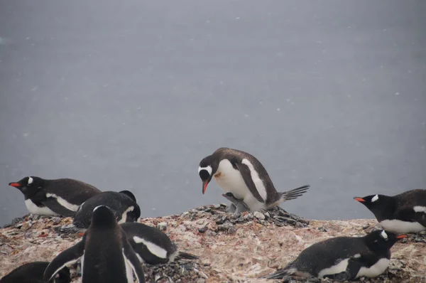 Gentoo Penguins na ostrově Cuverville, Antarktida — Stock fotografie