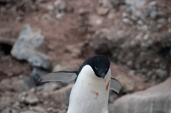 Adelie pinguine auf paulet island — Stockfoto