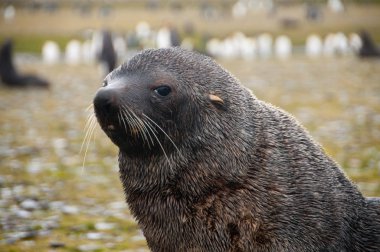Kürk fokları Güney Georgias Salisbury ovada