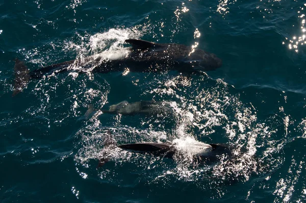 Ballenas piloto de aletas largas — Foto de Stock