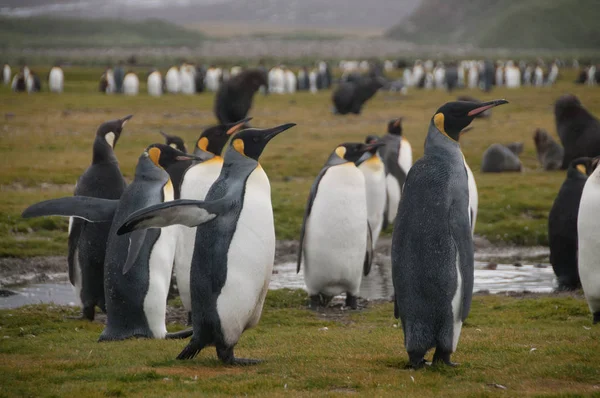 Salisbury ovada Kral penguenler — Stok fotoğraf