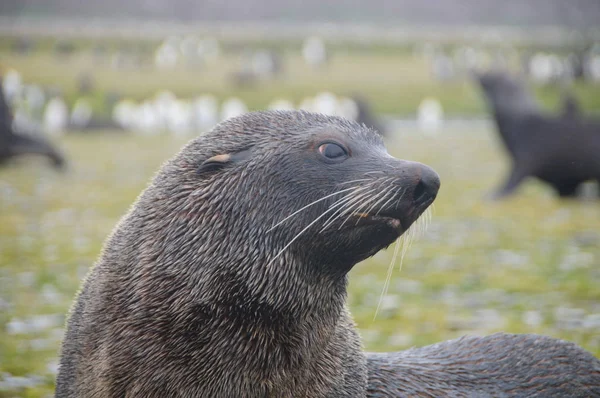 Sellos de piel en Georgias del Sur Salisbury Plains — Foto de Stock