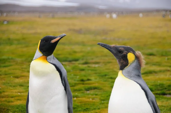 Pingouins royaux dans les plaines de Salisbury — Photo