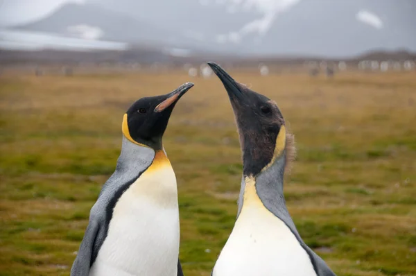 Βασιλικοί πιγκουίνοι στις πεδιάδες του Σαλίσμπερυ — Φωτογραφία Αρχείου