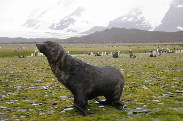 Sigilli di pelliccia sulle pianure di South Georgias Salisbury — Foto Stock