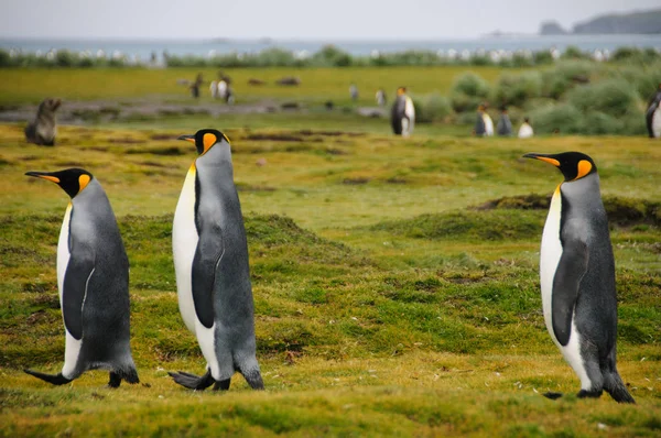 King Penguins en las llanuras de Salisbury — Foto de Stock