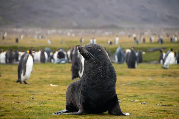 Selos de pele em South Georgias Salisbury Plains — Fotografia de Stock