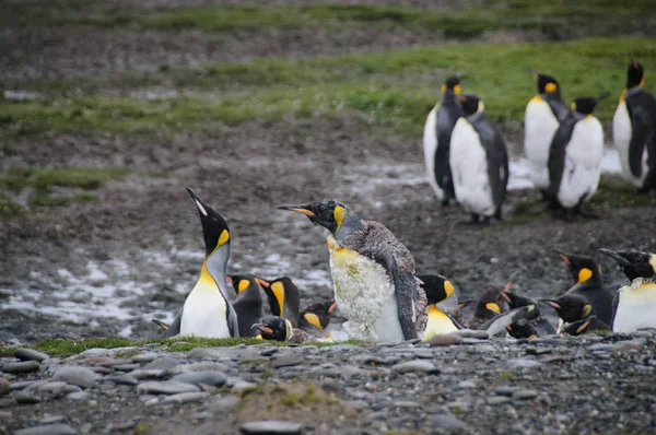 Re Pinguini sulle pianure di Salisbury — Foto Stock