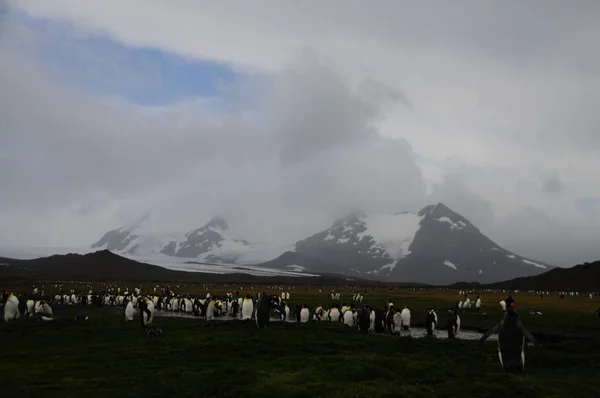Kung pingviner på Salisbury plains — Stockfoto