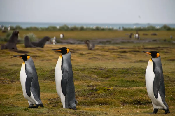 Rei Pinguins nas planícies de Salisbury — Fotografia de Stock