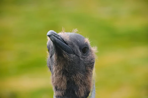 Koning Penguins op de Salisbury plains — Stockfoto