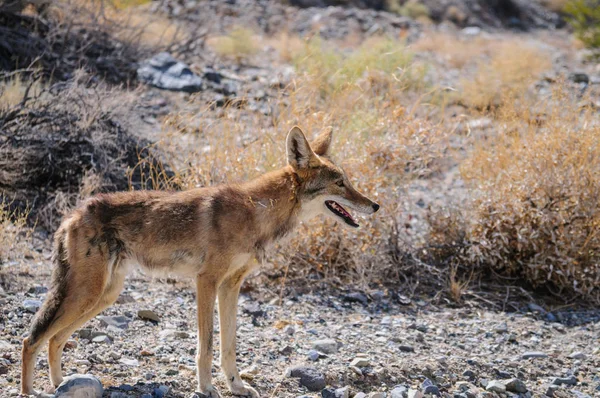 Coyote cruzando la carretera — Foto de Stock